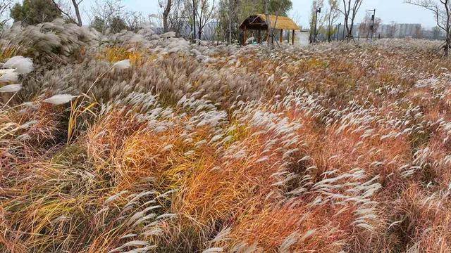 邂逅初冬！漫步郑州，在色彩斑斓中行走
