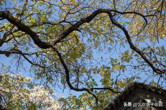 北京秋日Citywalk全攻略｜本周银杏黄金路线追秋指南