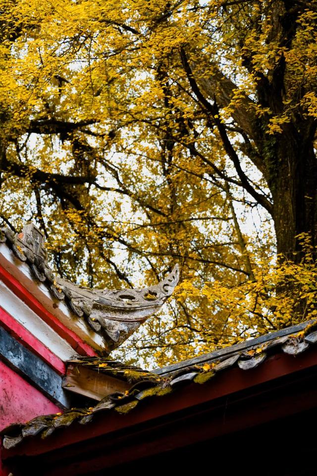 黄了！成都出发1.5h刹拢赏秋秘境，茶海风光无敌，银杏美了上千年！