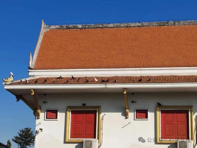 白马寺的鸽子,呈现世间生灵最好的模样