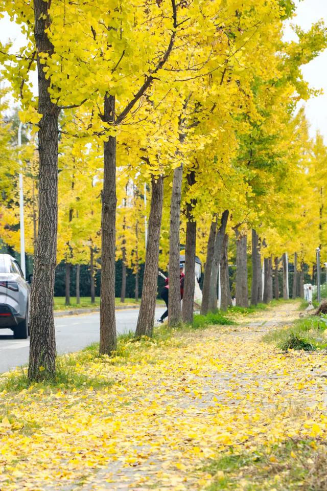 好看！好拍！郫都银杏打卡攻略→