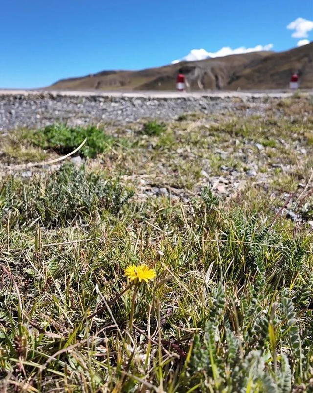 在蔡国强“升龙”的雪山脚下，我和当地人一起捡垃圾