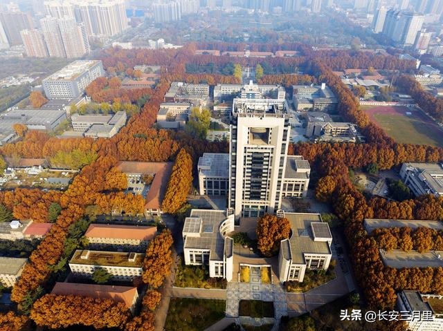 西安交大的梧桐