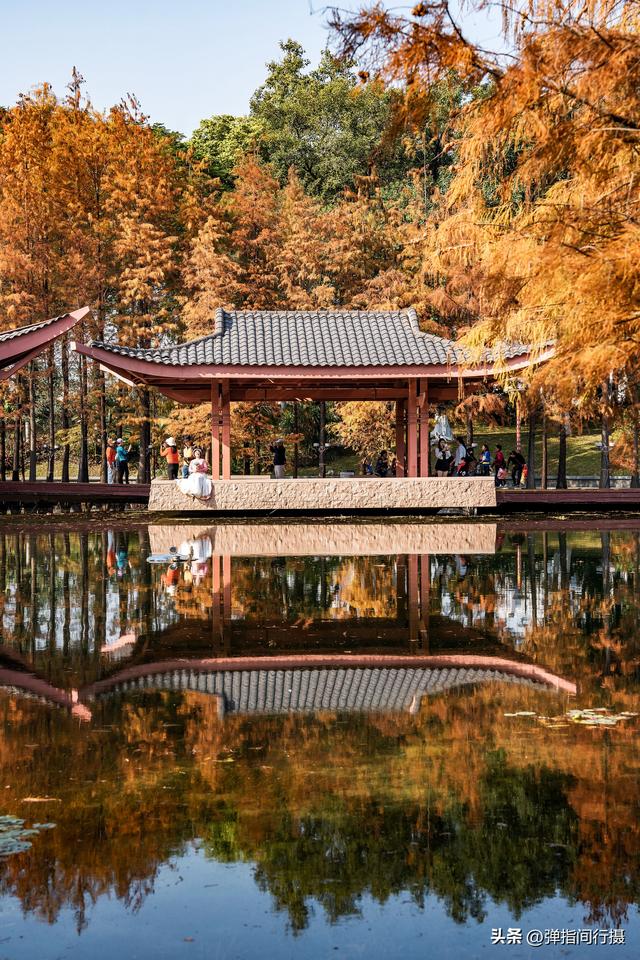 闯入佛山冬日油画！千灯湖落羽杉迎最佳观赏期，下午4点美到窒息