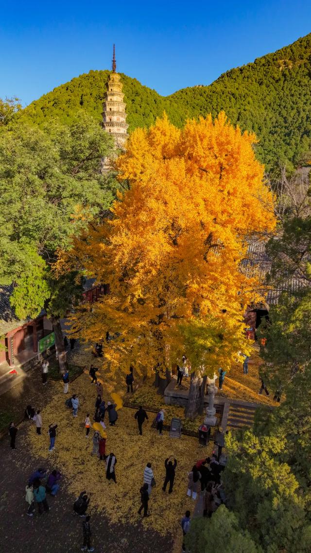 山东:时至初冬,银杏正当时