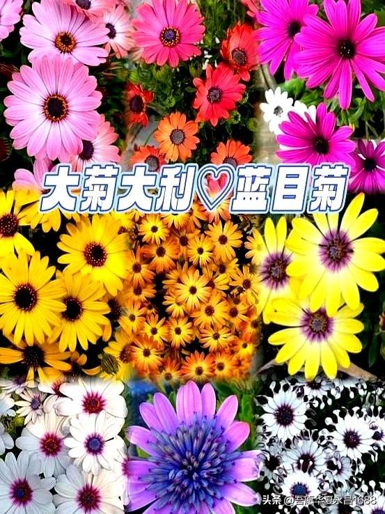 阴花不能进阳宅。这5种花“打死”也不养，家里若有？快挪走！