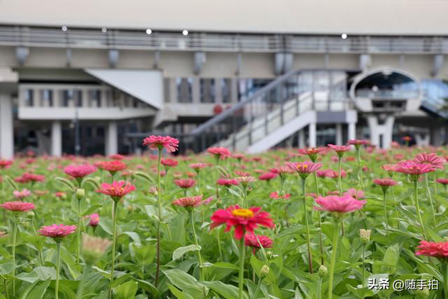 江苏苏州昆山花桥地铁站遇见粉色花海，百日菊盛放宛如画卷