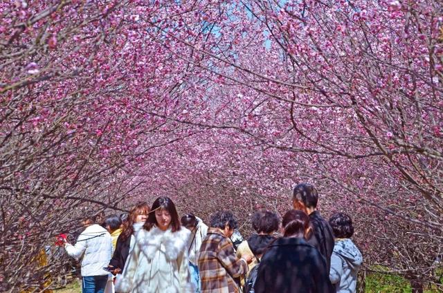西安春讯｜玉兰、桃花、梅花｜6个早春赏花地 承包你的春季浪漫
