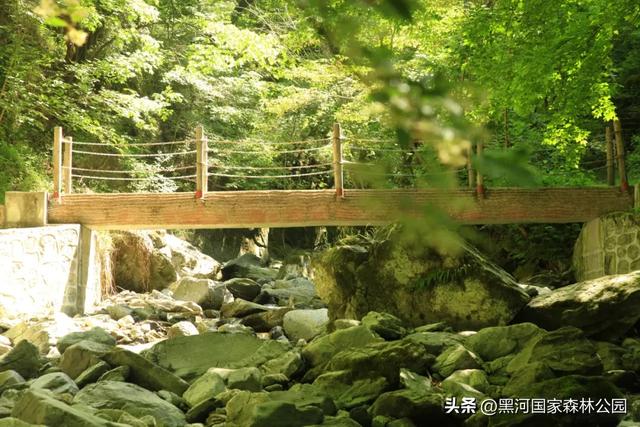 立减10℃!绿色天然避暑胜地,就在黑河国家森林公园→