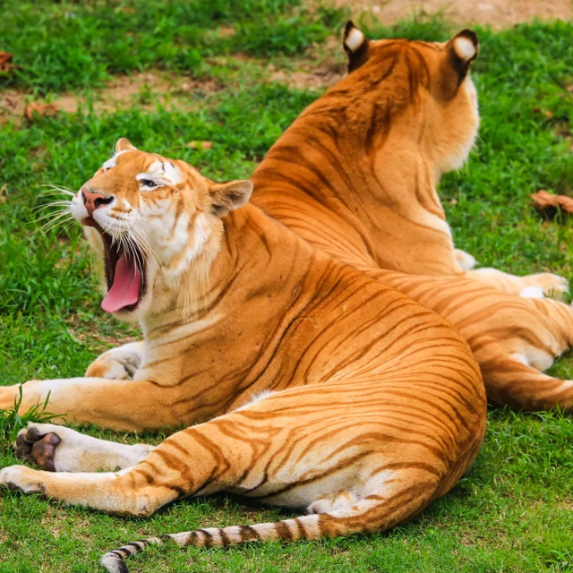 山东有自己的“疯狂动物城”！