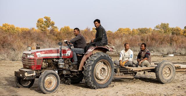 新疆沙雅：金秋邂逅“醉”美胡杨 470万亩金色林海迎观赏佳期