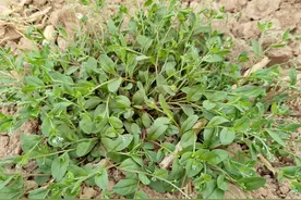 4月这菜金不换，全身是宝，比荠菜营养比韭菜鲜，却常被成当杂草图片