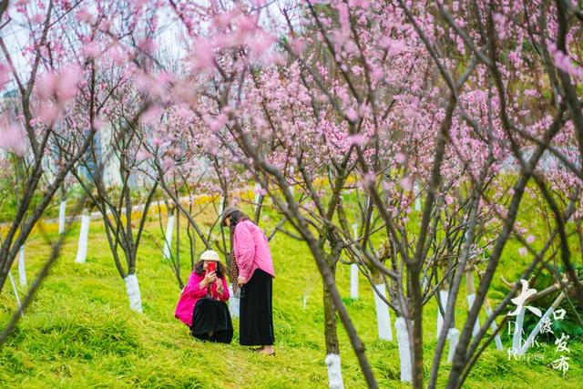 春天来了,你也该来一趟大渡口啦!