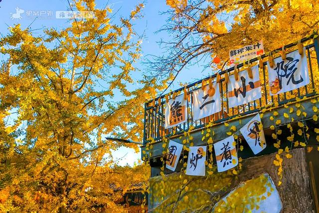 11月的云南腾冲,3000株银杏迎来黄金观赏期,美成人间仙境!