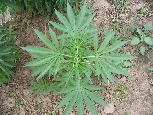 护林员徒手抗砍刀，非法建筑占公园，塞拉利昂生态旅游梦碎了？