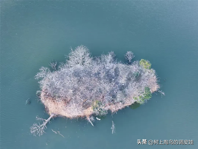 国家湿地公园柘城容湖“贵客”：生态之美与守护之责