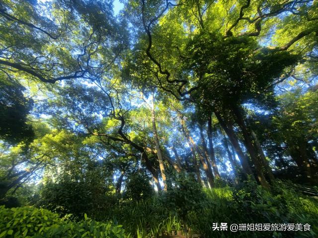 广州暖冬藏“绿韵”，漫步东山湖，畔塔影摇，解锁南北迥异的冬韵