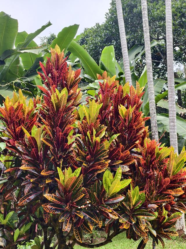 七绝·游森林园