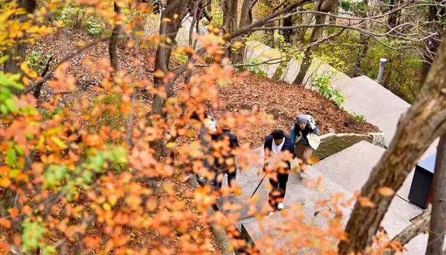 错过再等一年！华山红叶已到最佳期！