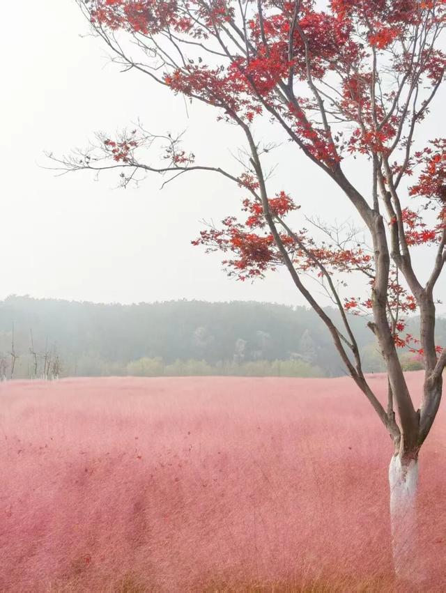 田曦薇、胡一天打卡西海岸！约你来玩！