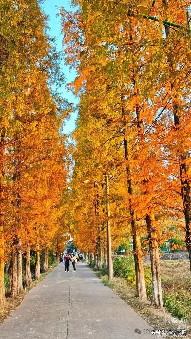 浙处丹霞地貌秋色斑斓超壮观,秋日必打卡之地!