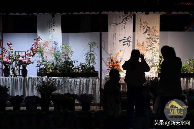 观天水|古城秋韵 菊绽芳华