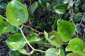 既是祛风湿良药也可是优雅的艺术品——金刚藤图片