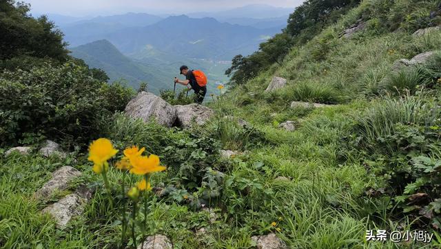 来呀，去白云山看金莲花，辽阳县大黑山风景区境内的白云山