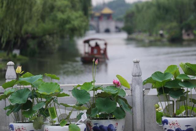 瘦西湖小众赏荷路线：避开人潮，邂逅夏日治愈系“荷”颜悦色