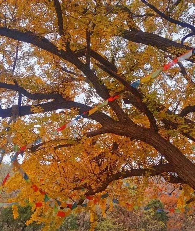 济南的这些千年银杏树美得正当时,最后“黄金期”快去打卡!