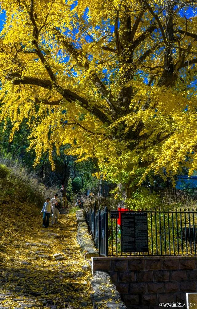 济南的这些千年银杏树美得正当时,最后“黄金期”快去打卡!