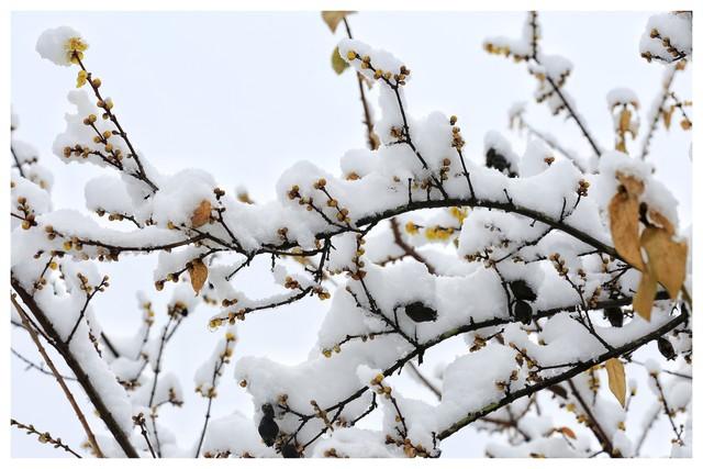 《今冬重庆蜡梅抢先登场，本月开启芬芳赏花佳期！》