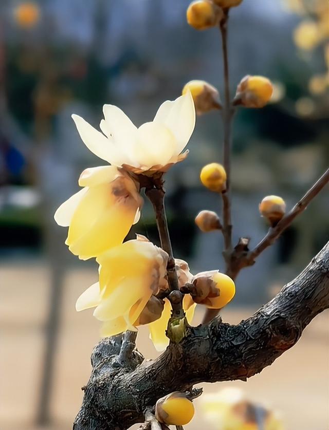 花开有时・四季有诗 | 冬享沂蒙过大年，临沂腊梅邀你赴一场暗香之约