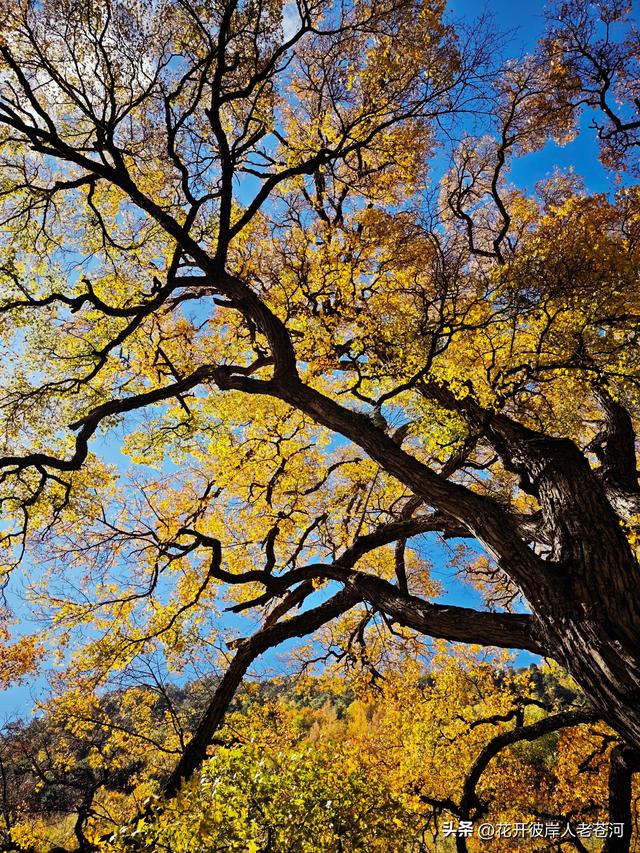 米亚罗彩林季，观赏一日游！