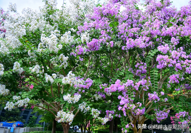 太神奇了，杭州第六届紫薇花展拉开帷幕，唯美秋色画卷，国庆来袭