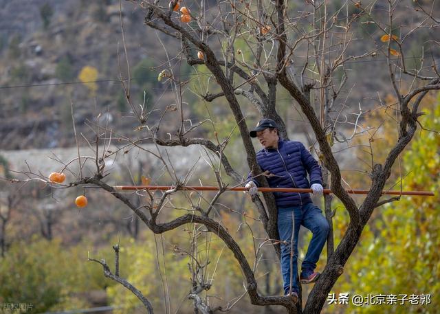 京郊自驾摘柿地图