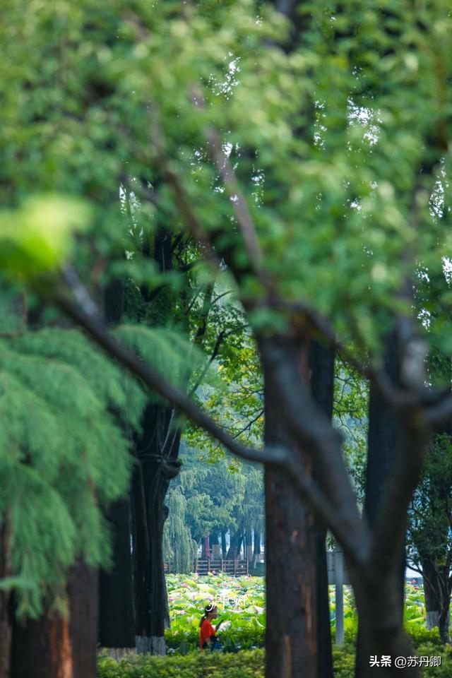 武汉的夏天，有多热就有多美！东湖听雨感受一场“风雅集”