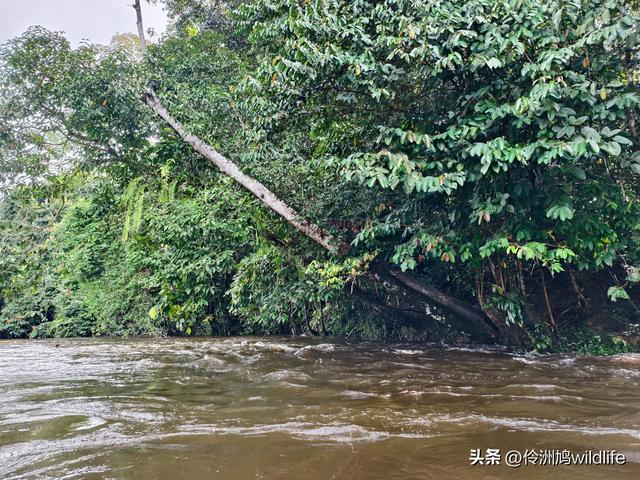 马来西亚(29)砂拉越州③姆鲁山清水洞·风洞