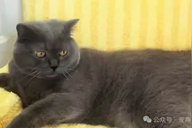 蓝猫被猫贩子抓走，铲屎官坐飞机追了1600公里，见到主人刹那，蓝猫立马大哭大叫！图片