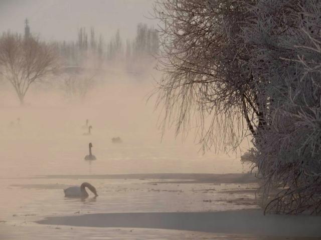 伊宁天鹅泉湿地公园：冬日里的生态诗画