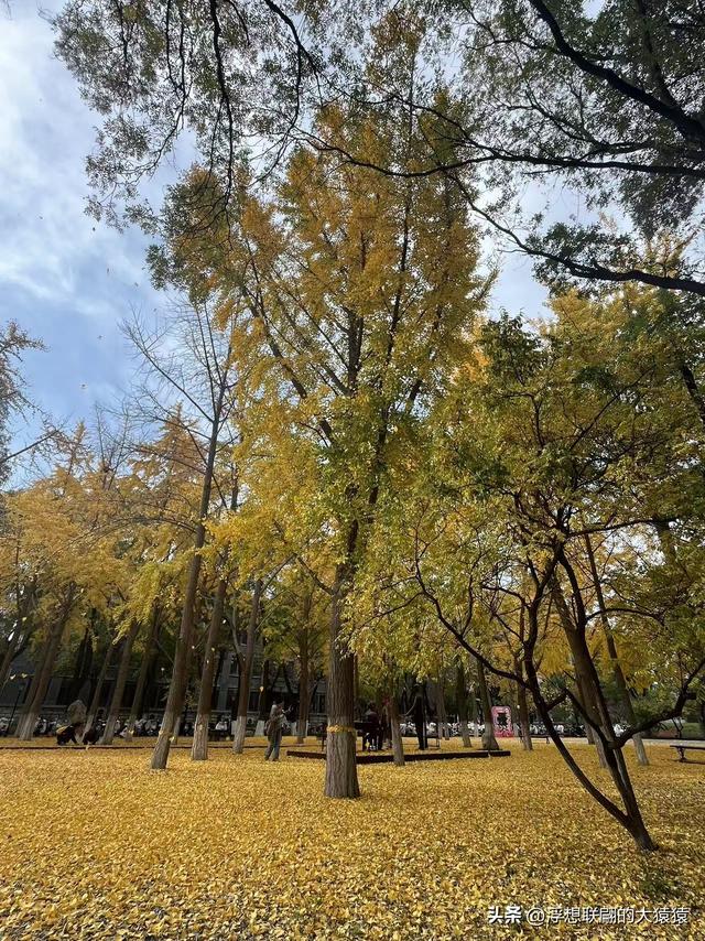 俺那天进齐鲁大学里面来了一场时空旅行（山东大学趵突泉校区）