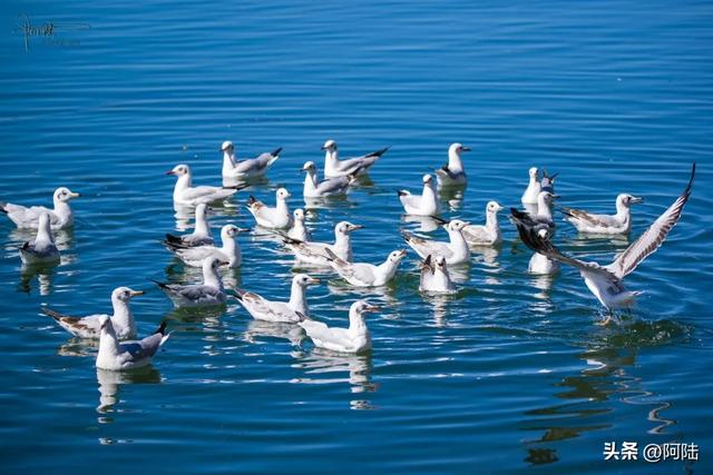 洱海鸟事之：没有鸬鹚代为狩猎，红嘴鸥们的伙食标准似乎有点差哦