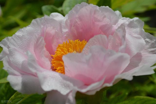 牡丹花海醉游人