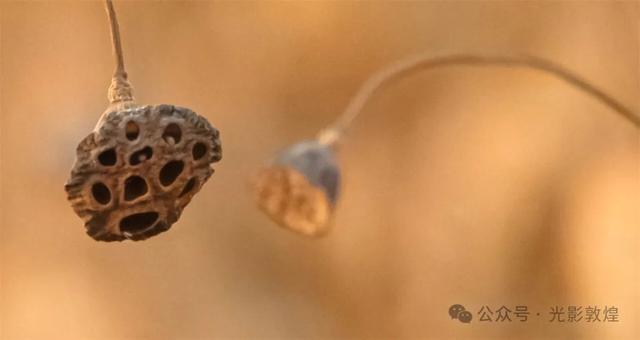 【近距离看敦煌】给党河风情线的秋色来个特写