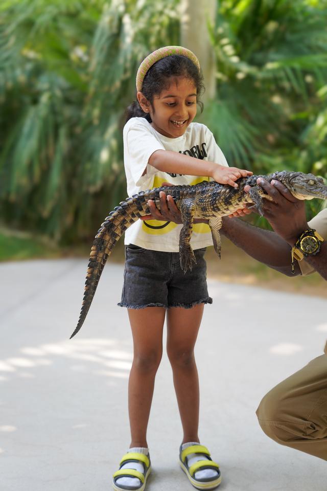 迪拜隐藏版野性目的地｜近距离看“巨齿王”的一天