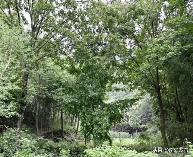 这么近，那么美｜古林坪：深谷柳林藏乡愁