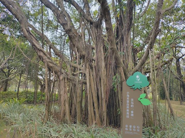 2026温暖广东之旅：漫游珠海、新会、江门