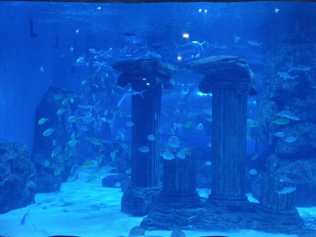 在兰州，极地海洋世界，看美人鱼🧜🏻‍♀️表演