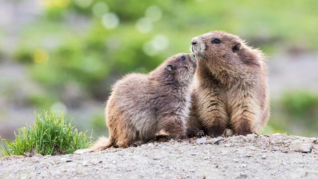 美国国家公园独有的12种神奇野生动物，你见过吗？