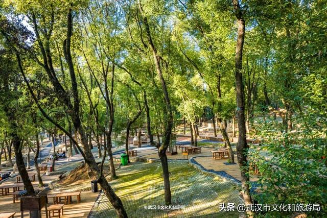 直冲20°C！武汉赏秋天花板，上新3个玩法